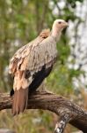 Vulture Stock Photo