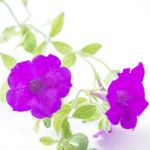 Purple Petunia Stock Photo