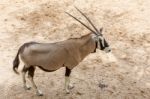 Taxidermy Mount Of An African Oryx Or Gemsbok Stock Photo