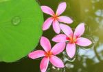 Pink Frangipani Flowers On Water Stock Photo