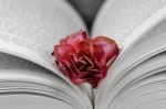 Faded Rose Between Pages  Stock Photo