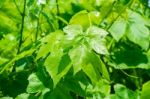 Grape Leaves Stock Photo