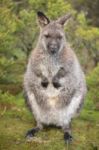 Wallaby Outside By Itself Stock Photo