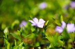 Spring Flowers. Young Green Leaves And Flowers Stock Photo