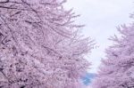 Cherry Blossom With Soft Focus, Sakura Season In Korea,background Stock Photo