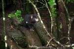 Tasmanian Devil Found During The Day In Tasmania Stock Photo