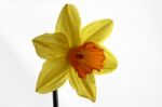 Daffodil Stock Photo