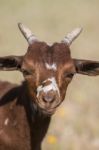 Head Of Brown Goat Stock Photo