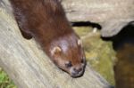 Close-up Shot Of An European Mink (mustela Lutreola) Stock Photo