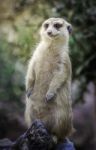 Portrait Of Meerkat Stock Photo