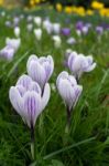 Crocuses Flowering In East Grinstead Stock Photo