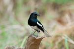 Male Oriental Magpie-robin Stock Photo