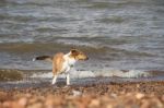 Puppy Collie On The Beach Pet Friendly Stock Photo