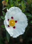 Cistus Lucitanica Decumbens Stock Photo