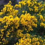 Common Gorse (ulex Europaeus) Stock Photo