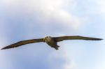 Waved Albatross Flying In Galapagos Stock Photo