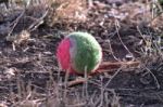 Pink And Green Tennis Ball Stock Photo