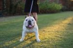 A Woman Walking In City Park With English Bulldog Stock Photo