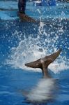 Dolphin's Tail Stock Photo