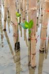 Mangroves Reforestation In Coast Of Thailand Stock Photo