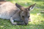 Kangaroo Outside Stock Photo