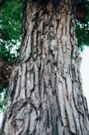 Wood Shell Crack On The Tree Stock Photo