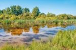 Small Pond In The Woods Stock Photo