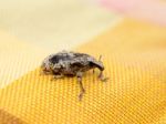 Little Brown Weevil Close Up Stock Photo