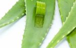 Aloe Vera Stock Photo