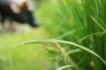 Green Rice Leaves And Cattle Stock Photo