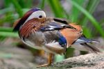 Mandarin Duck Stock Photo