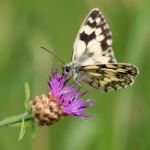 Butterfly On Flower Stock Photo