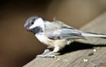 Beautiful Isolated Photo Of A Black-capped Chickadee Bird Stock Photo