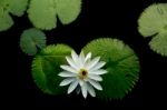 White Lotus Stock Photo