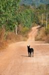 Stray Dog Stock Photo