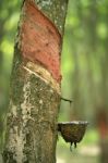 Harvest Milk Of Rubber Tree Stock Photo