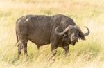 African Buffalo In Serengeti Stock Photo