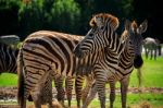 Wild Zebra Standing In Green Grass Field Against Beautiful Dusky Stock Photo