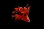 Moment Of Betta Fish, Siamese Fighting Fish Isolated  Stock Photo