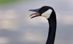 Picture With An Emotional Canada Goose Screaming Stock Photo