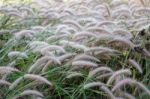 White Grass Flower Stock Photo