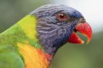 Rainbow Lorikeet Stock Photo