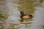 Tufted Duck (aythya Fuligula) Stock Photo