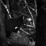 Tasmanian Devil Found During The Day In Tasmania Stock Photo