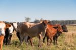 Cows Grazing In The Green Argentine Countryside Stock Photo