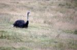 Common Ostrich (struthio Camelus) Stock Photo