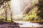 Rain Forest On Big Island In Hawaii Stock Photo