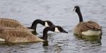 Photo Of Three Canada Geese Swimming In The Lake Stock Photo