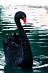 Black Swan Stock Photo