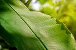 Background By Banana Leaves Stock Photo